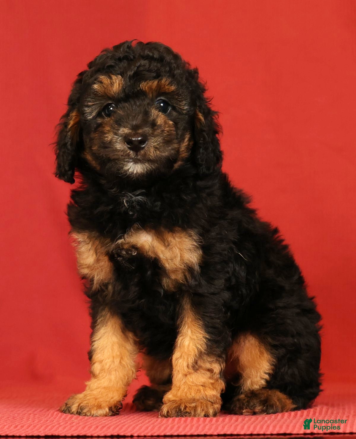 Miniature Poodle dogs Corey - Ad 1
