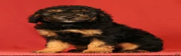Miniature Poodle dogs for sale: Corey - Ad 1