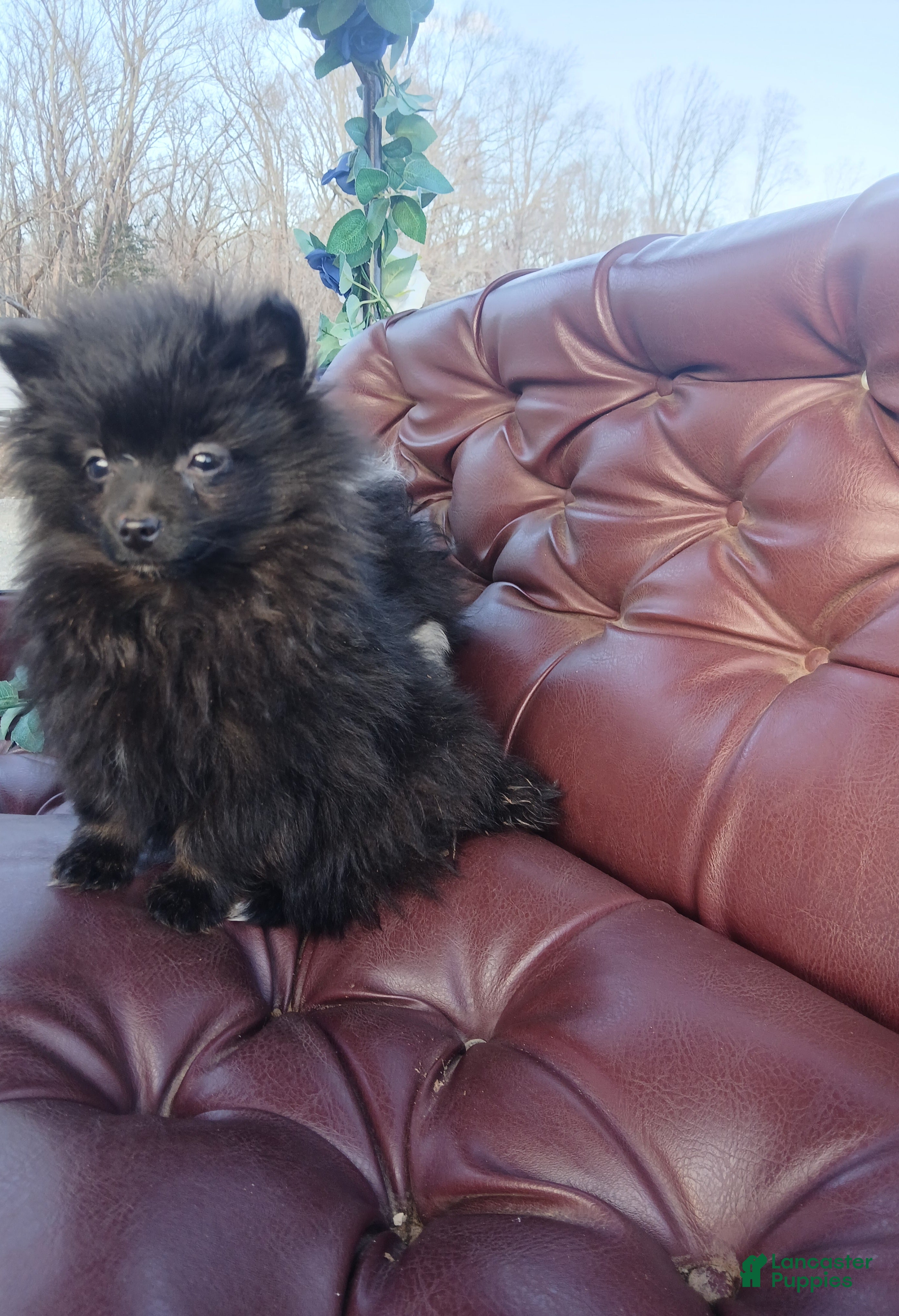 Pomeranian dogs Pomeranian Puppy 1 - Ad 28