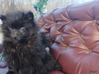 Pomeranian dogs Pomeranian Puppy 1 - Ad 28