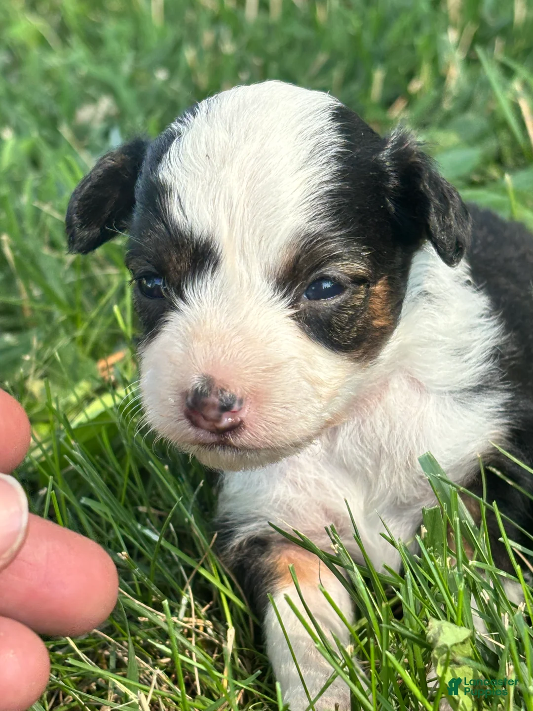Mini Aussiedoodle dogs for sale: Mini Aussiedoodle 4 - Ad 1