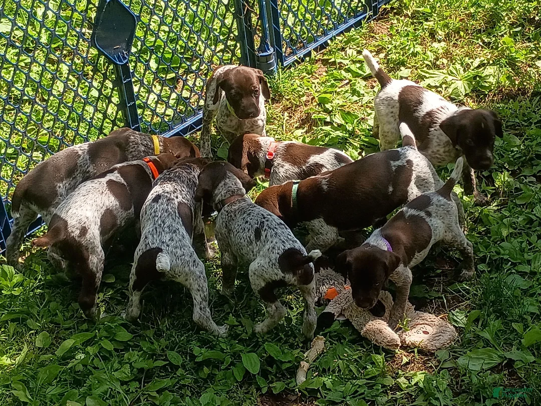 German Shorthaired Pointer dogs for sale: Blue Collar aka Leonard - Ad 2