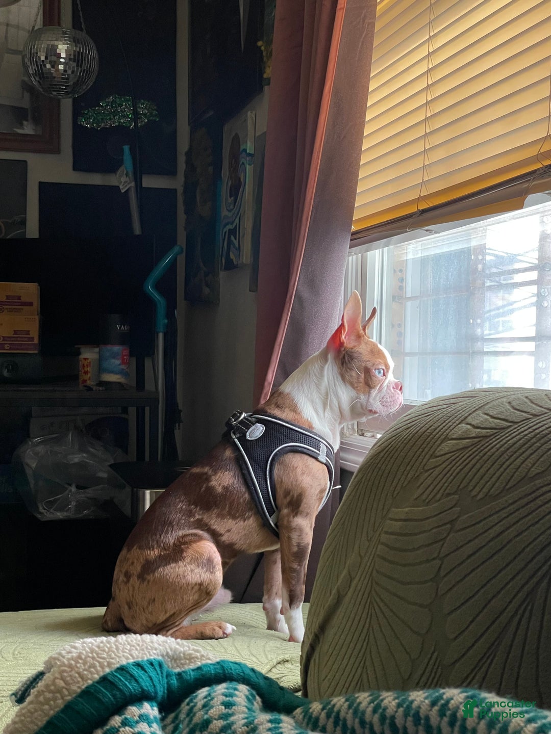 Boston Terrier dogs for stud: Daydream  - Ad 4