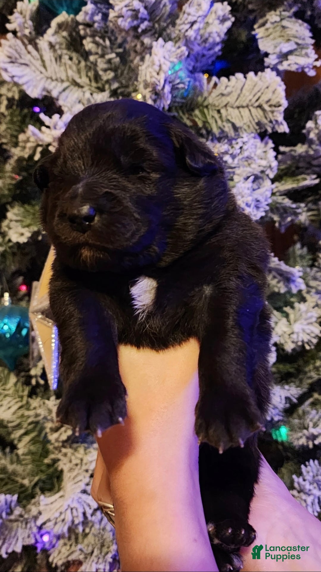 Mixed Breed dogs Starlight - Ad 1