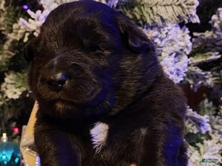 Mixed Breed dogs Starlight - Ad 1