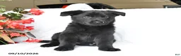 German Shepherd dogs for sale: Moose - Ad 5