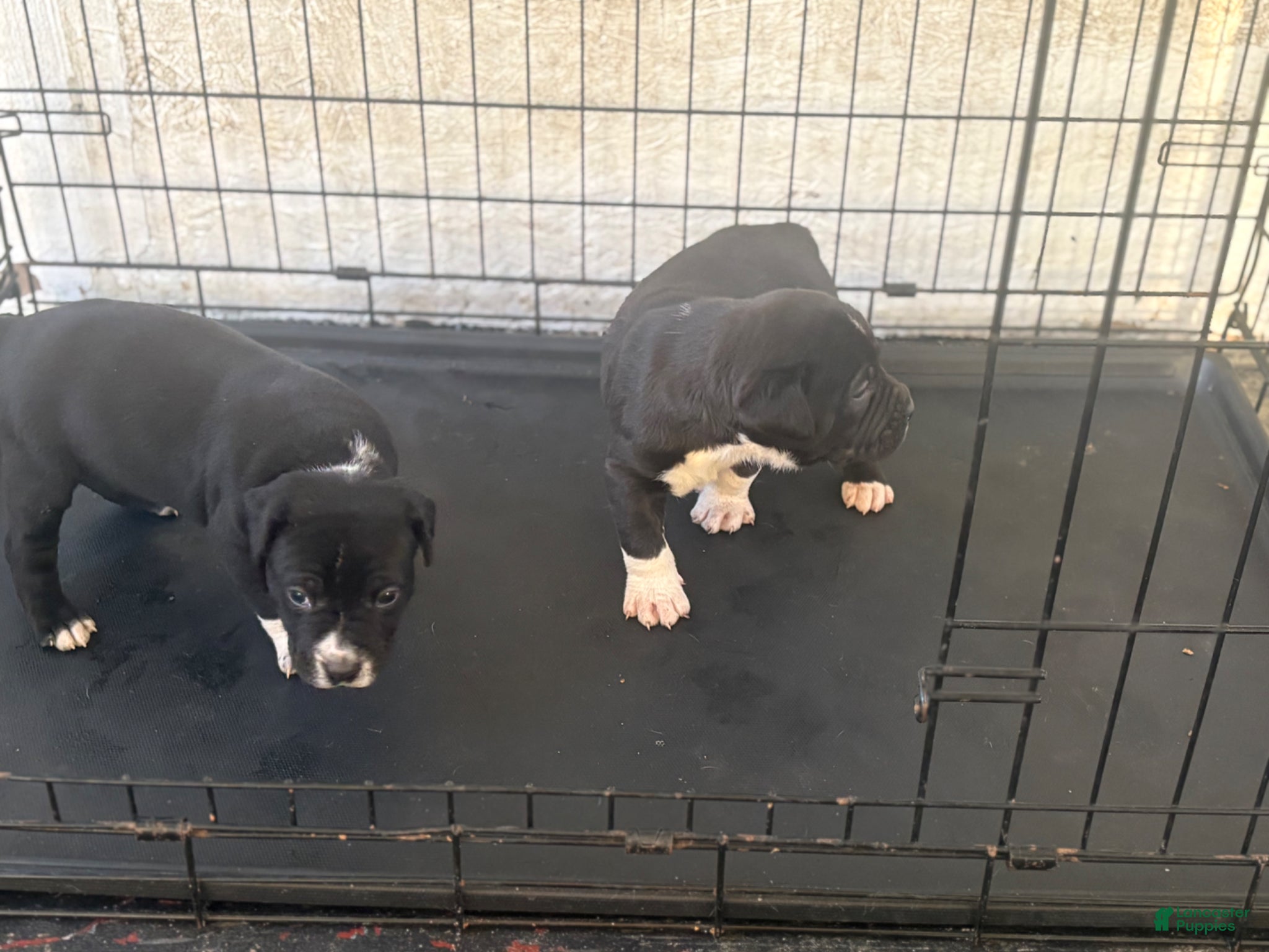 American Bully dogs American Bully Puppy 1 - Ad 20