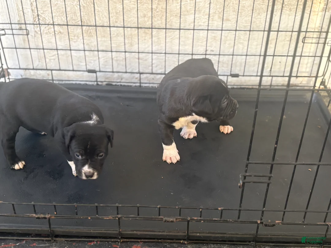 American Bully dogs for sale: American Bully Puppy 1 - Ad 1
