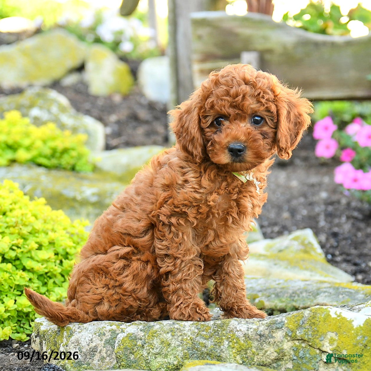 Miniature Poodle dogs Sashimi - Ad 2