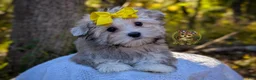Morkie dogs for sale: Thicket - Ad 3