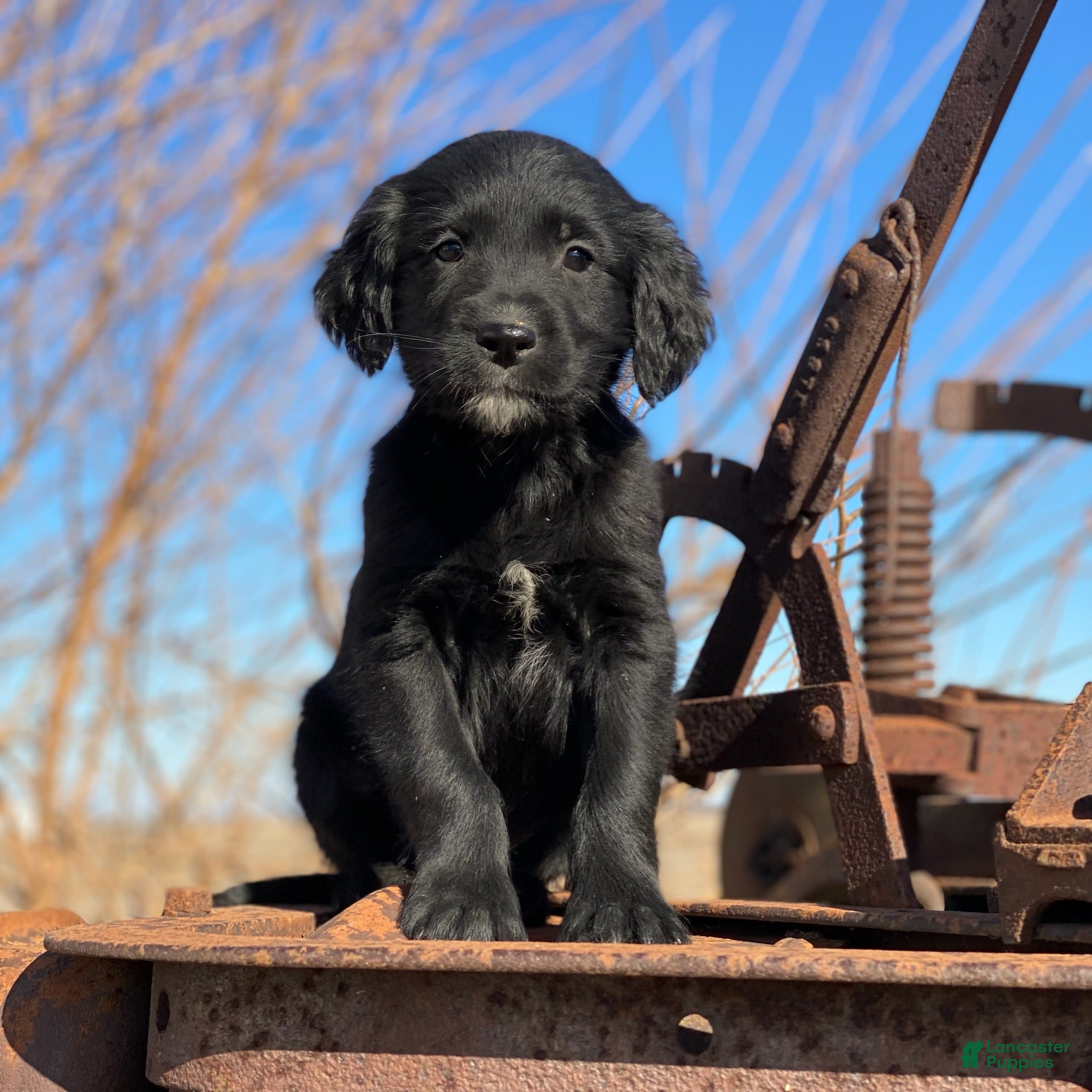 Mixed Breed dogs Max - Ad 31