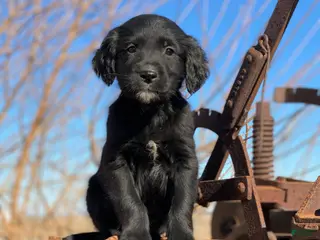 Mixed Breed dogs Max - Ad 31