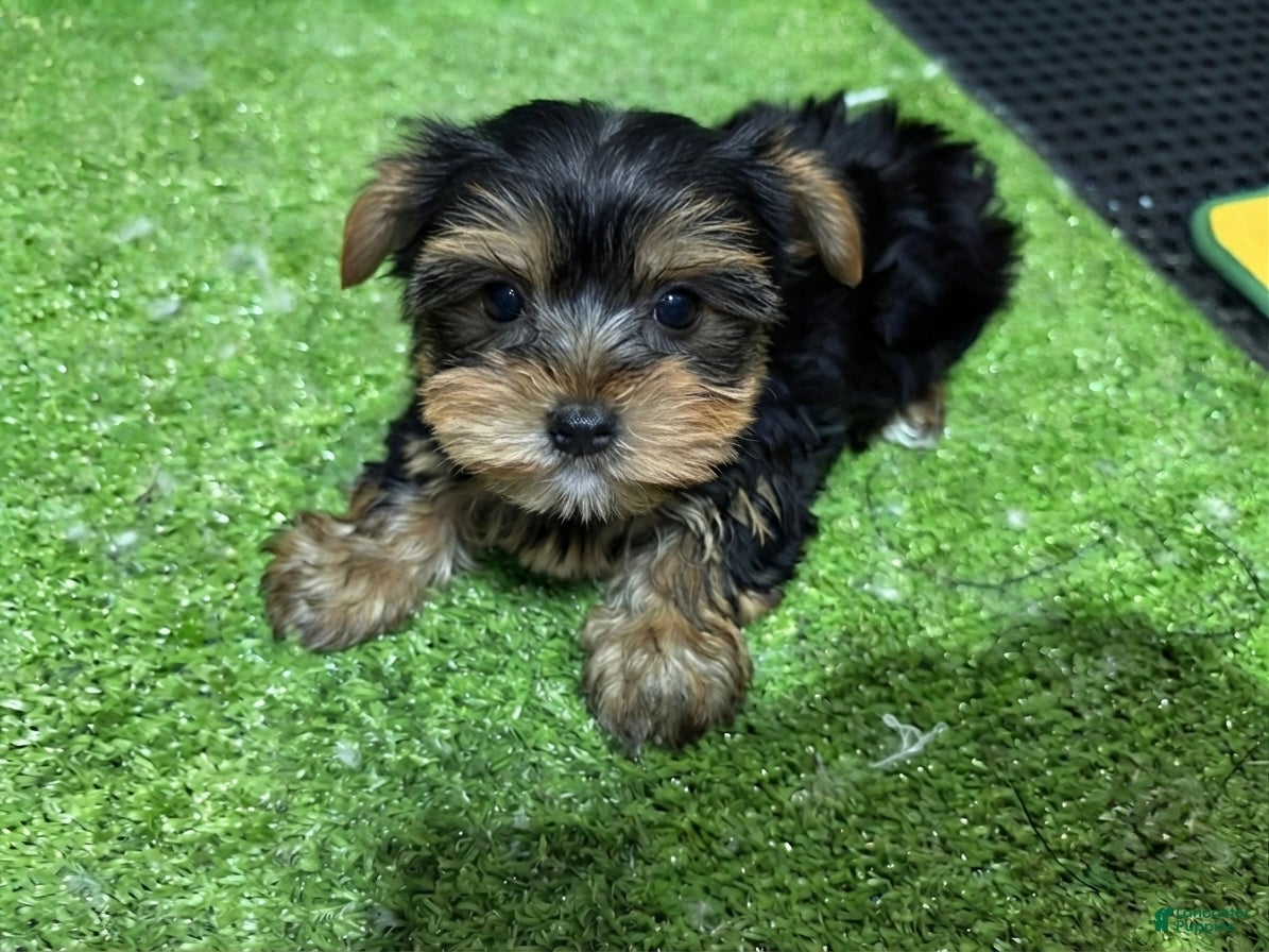 Yorkshire Terrier dogs Ed - Ad 7
