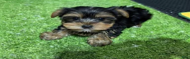Ed