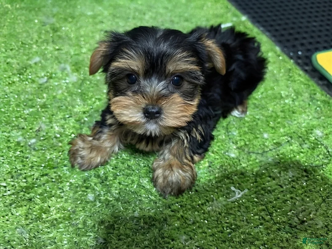 Yorkshire Terrier dogs for sale: Ed - Ad 1