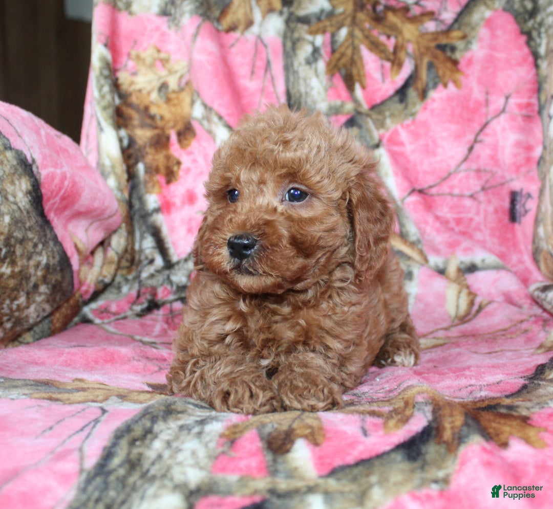 Mini Goldendoodle dogs for sale: Goofy - Ad 3