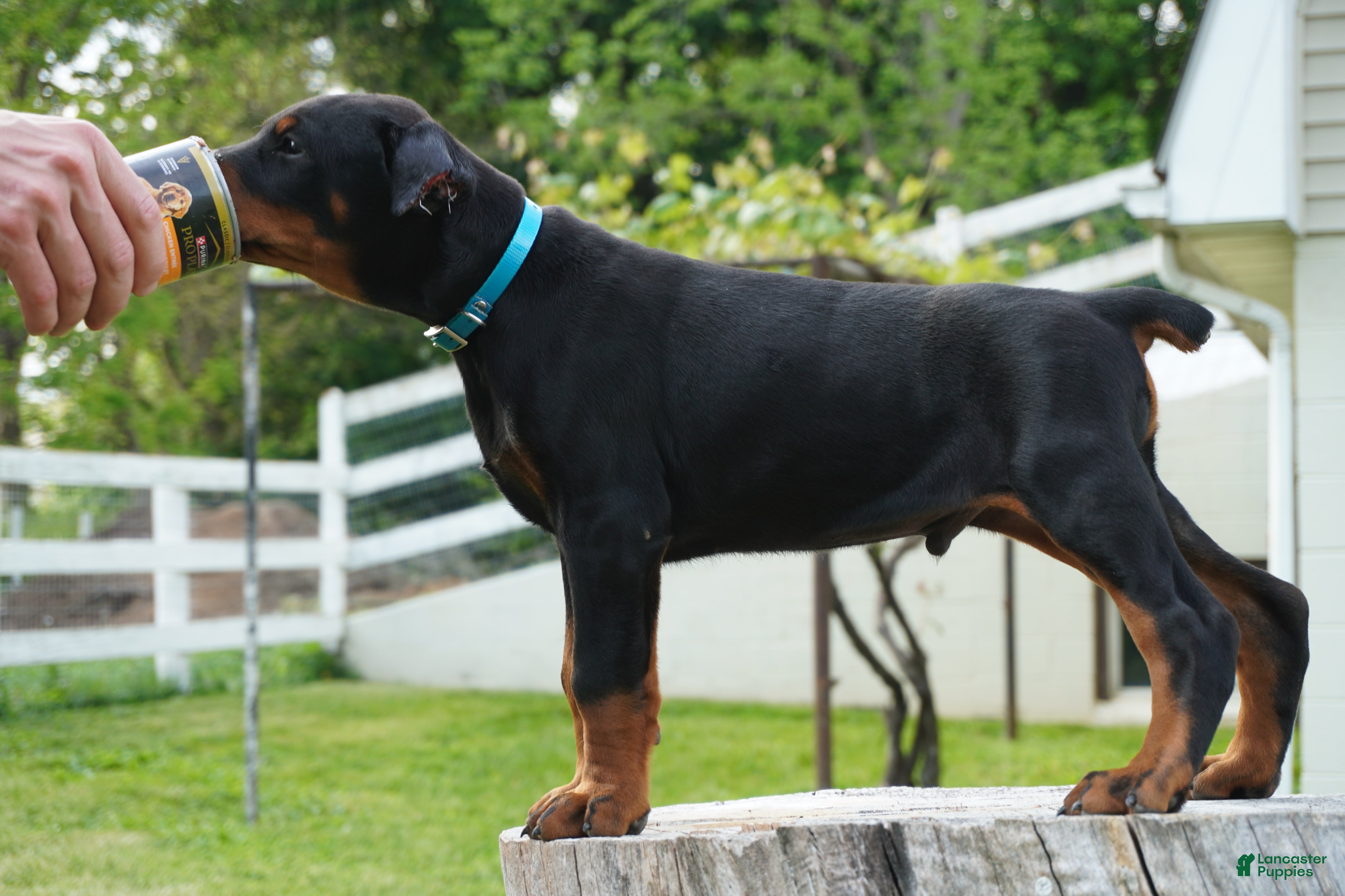 Doberman Pinscher dogs Maximus - Ad 2