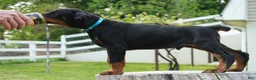 Doberman Pinscher dogs for sale: Maximus - Ad 2