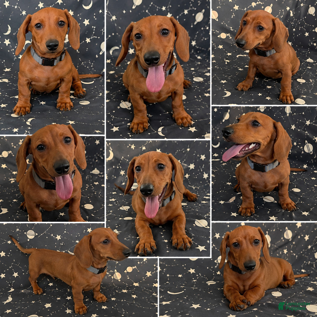 Miniature Dachshund dogs Miniature Dachshund 1 - Ad 23