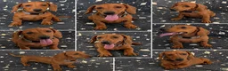 Miniature Dachshund dogs for sale: Miniature Dachshund 1 - Ad 1