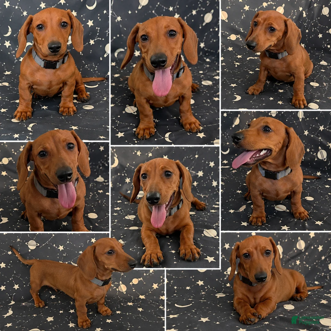 Miniature Dachshund dogs for sale: Miniature Dachshund 1 - Ad 1