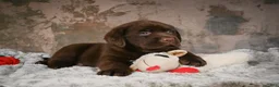 Labrador Retriever dogs for sale: Bruce - Ad 3