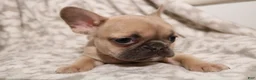 French Bulldog dogs for sale: Link - Ad 7