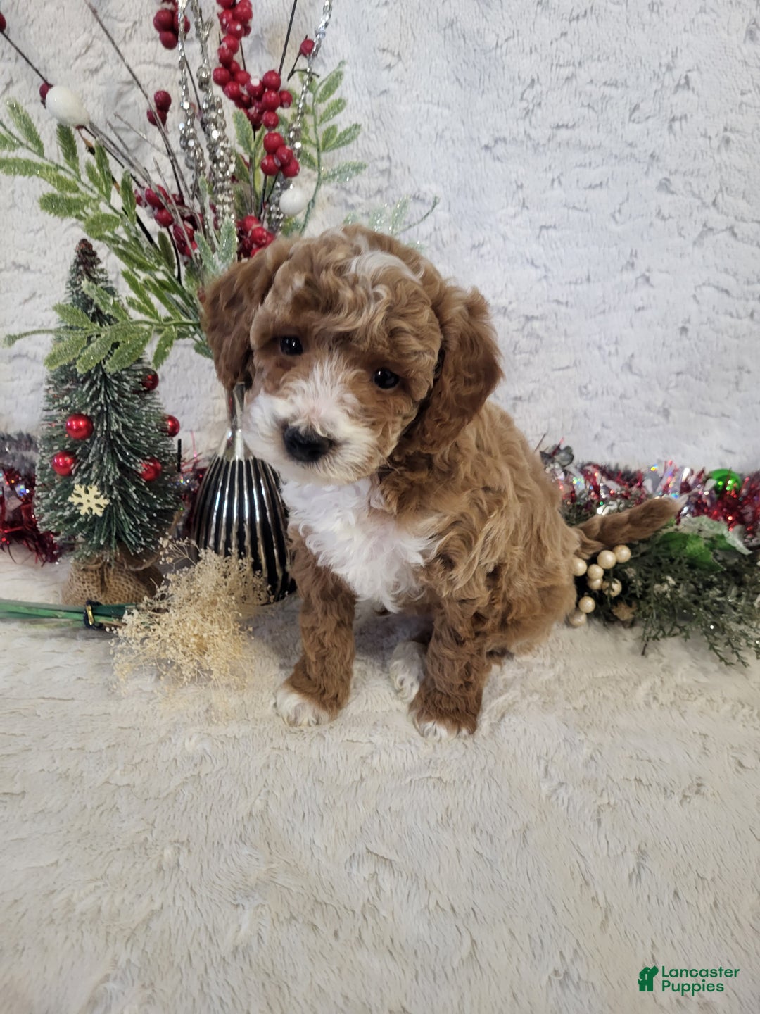 Goldendoodle dogs for sale: Rusty - Ad 3