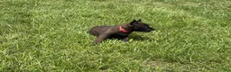 Belgian Malinois dogs for sale: Dover - Ad 2