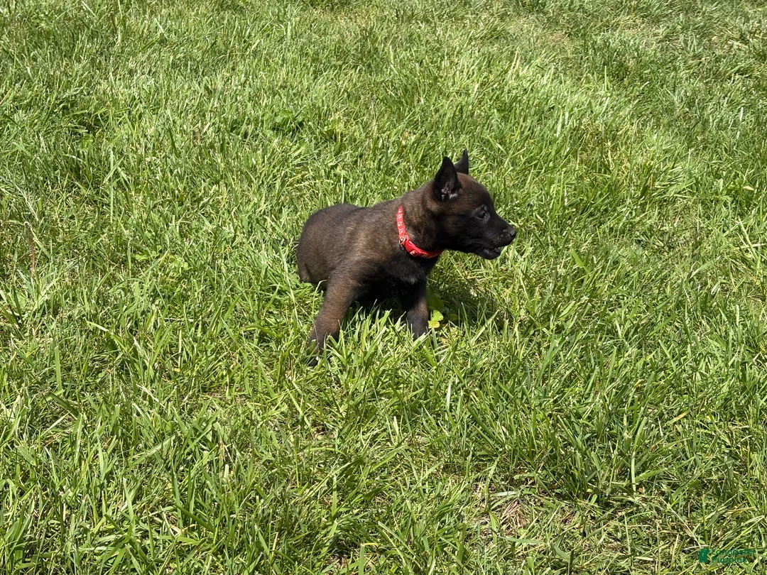 Belgian Malinois dogs for sale: Dover - Ad 2