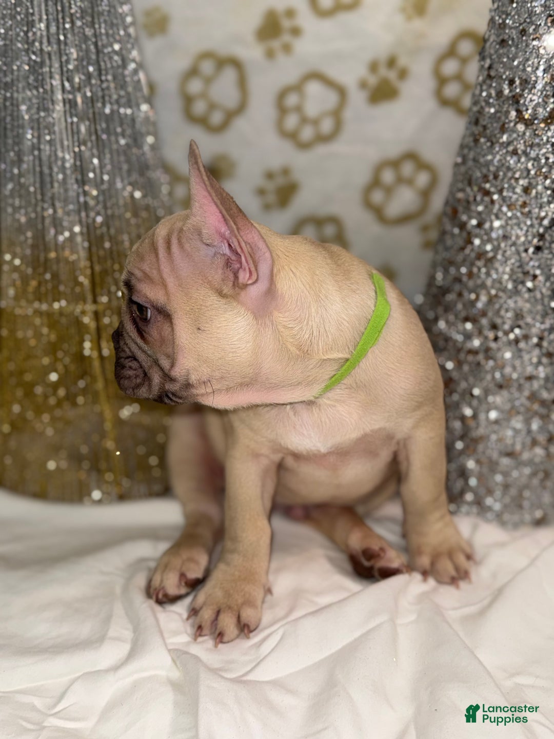 French Bulldog dogs for sale: Hulk - Ad 3
