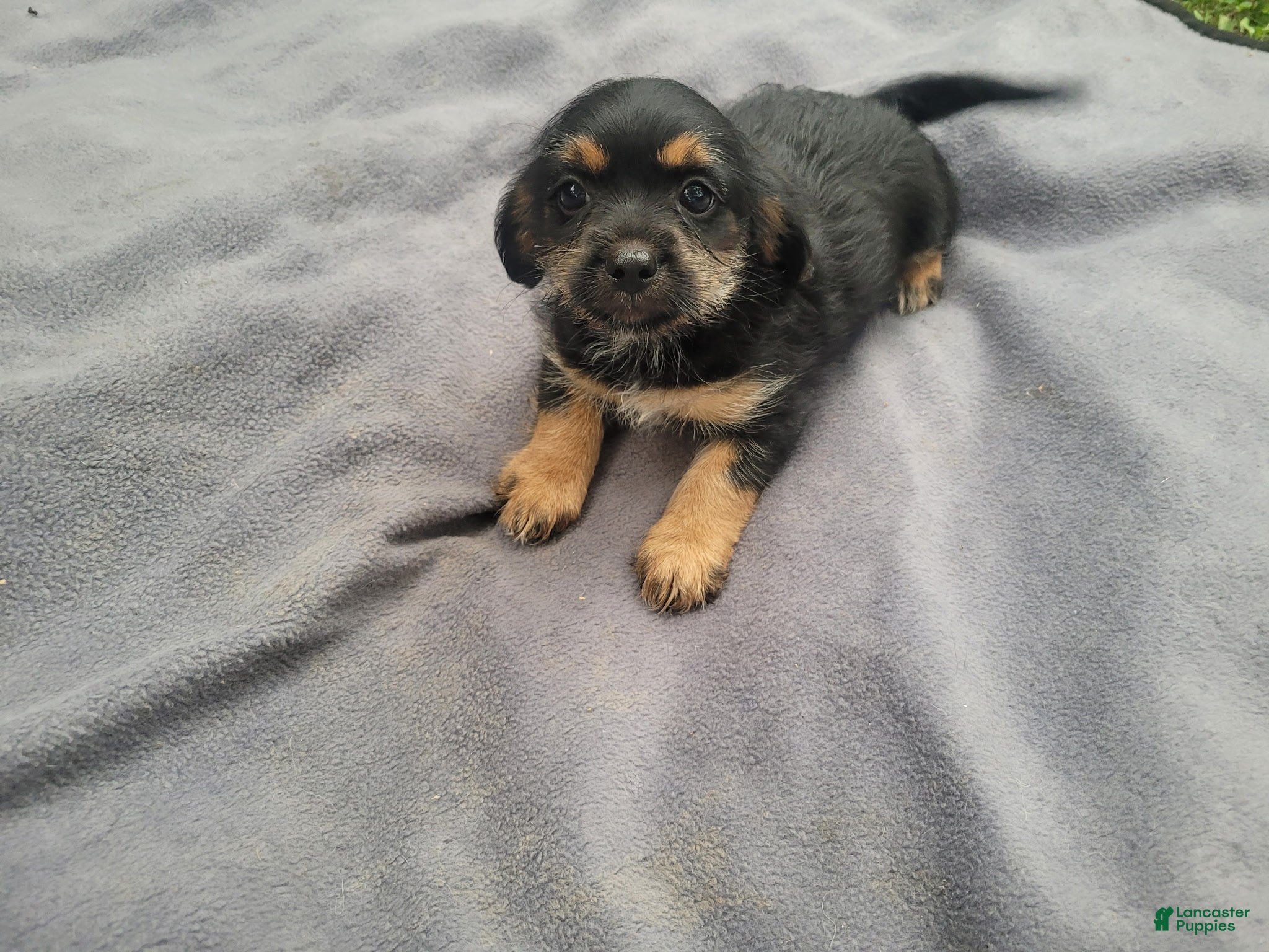 Morkie dogs Angie - Ad 1