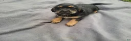 Morkie dogs for sale: Angie - Ad 1