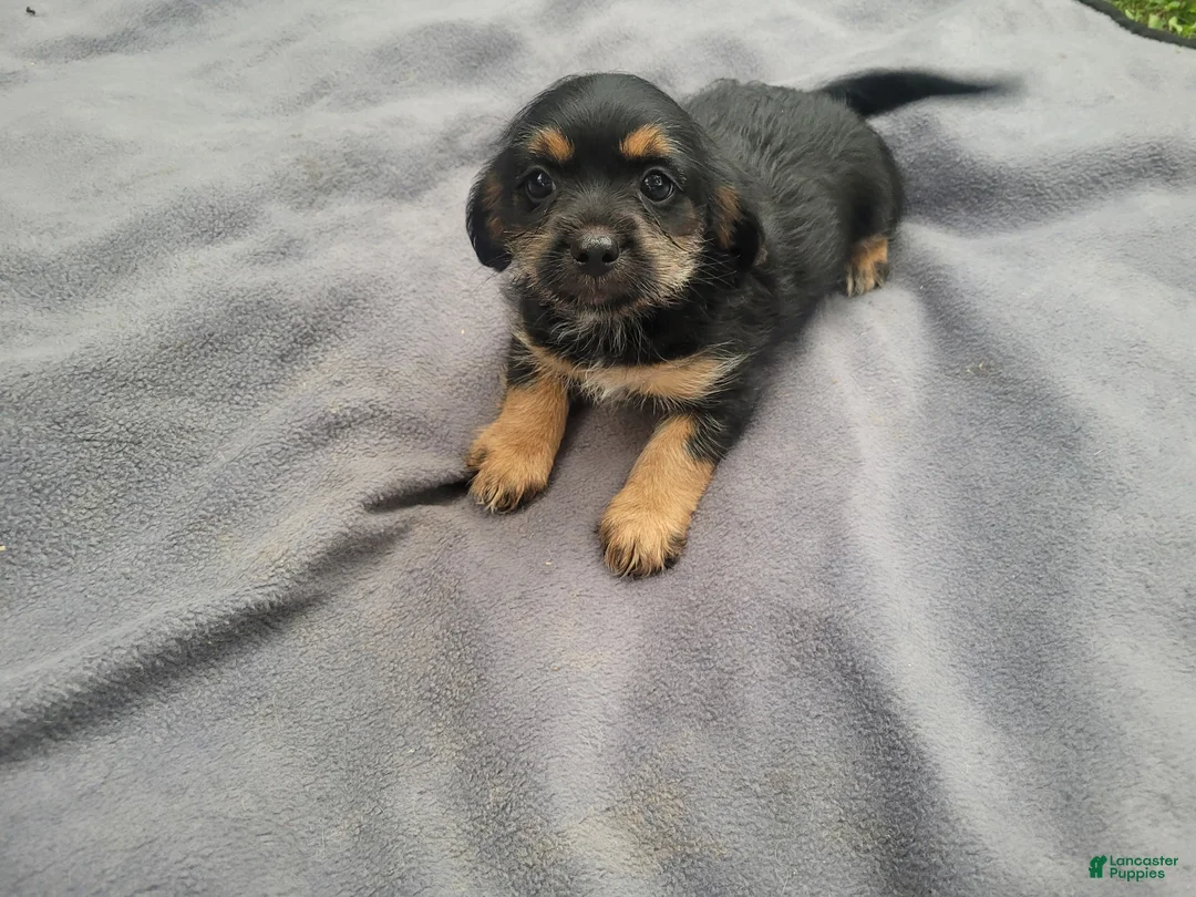 Morkie dogs for sale: Angie - Ad 1