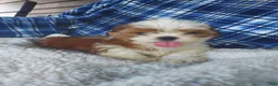 Shih Tzu dogs for sale: Harry - Ad 9