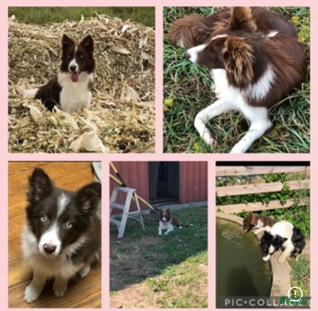 Border Collie dogs for sale: Boy 1 - Ad 6