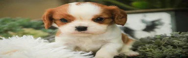 Dahlia Cavalier King Charles Spaniel 