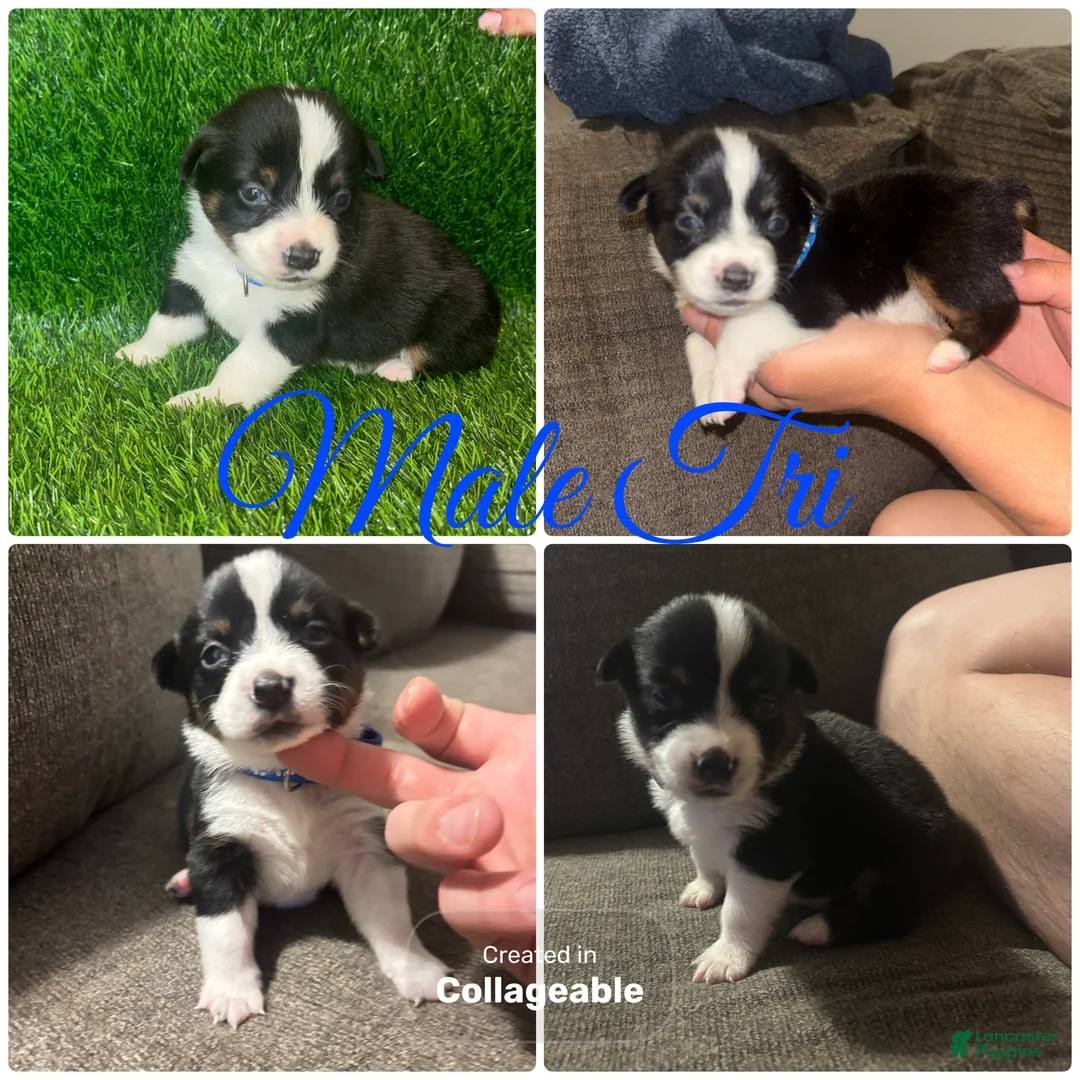 Mixed Breed dogs for sale: Auggie Male Tri - Ad 1