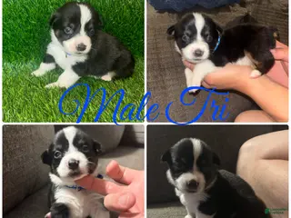 Mixed Breed dogs Auggie Male Tri - Ad 12