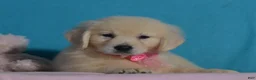 Golden Retriever dogs for sale: Tracy - Ad 2