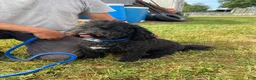 Bernedoodle dogs for sale: Maverick  - Ad 5