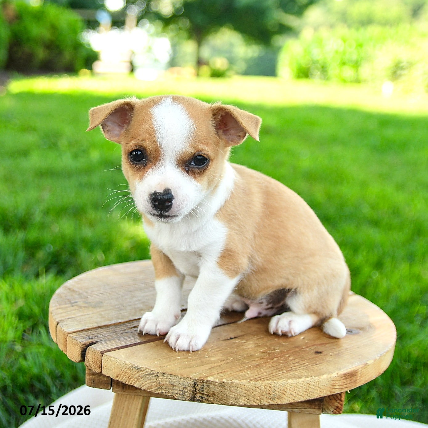 Chihuahua dogs Noland - Ad 1