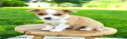 Chihuahua dogs for sale: Noland - Ad 1