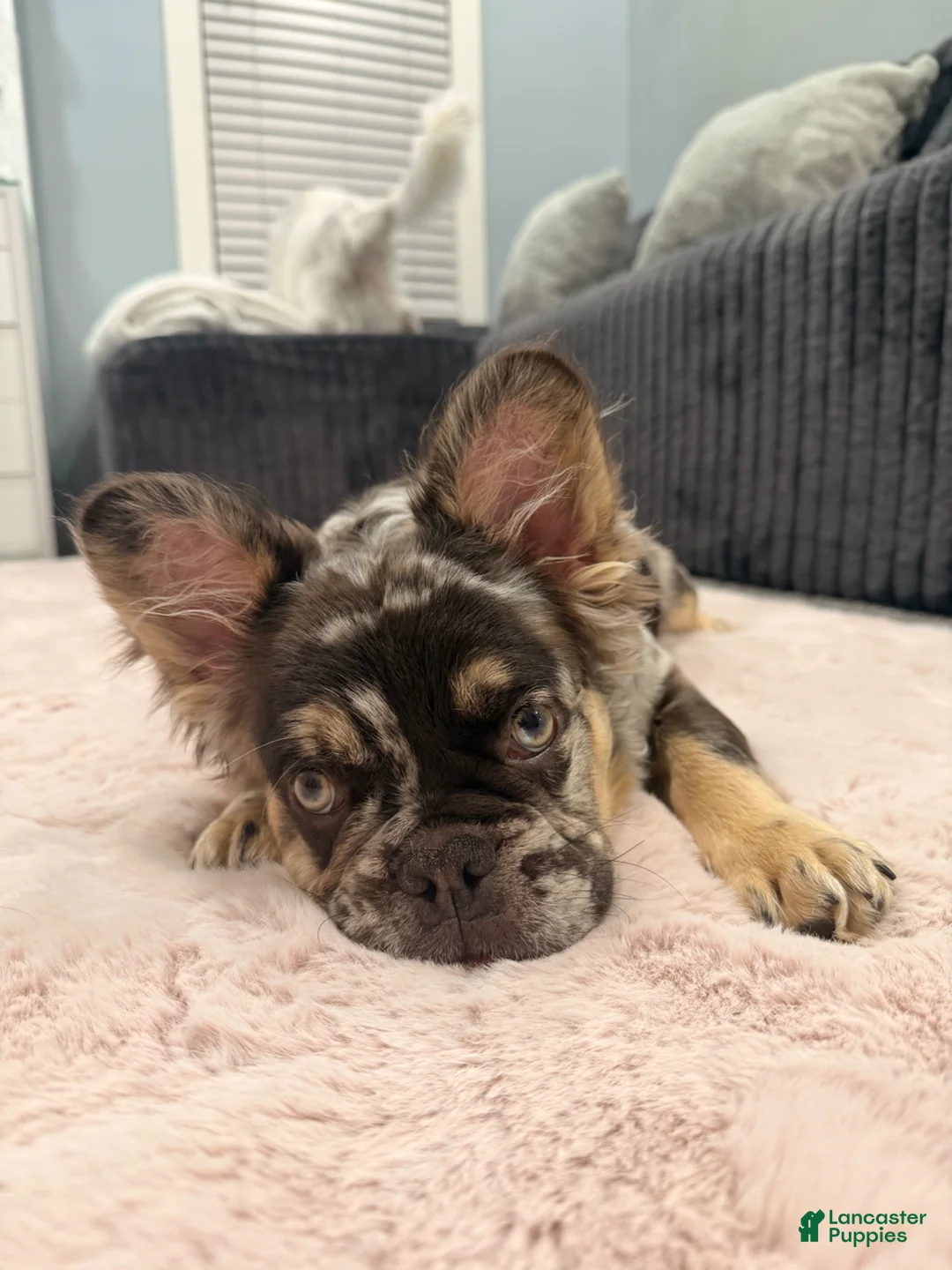 French Bulldog dogs for sale: French Bulldog Puppy 1 - Ad 3