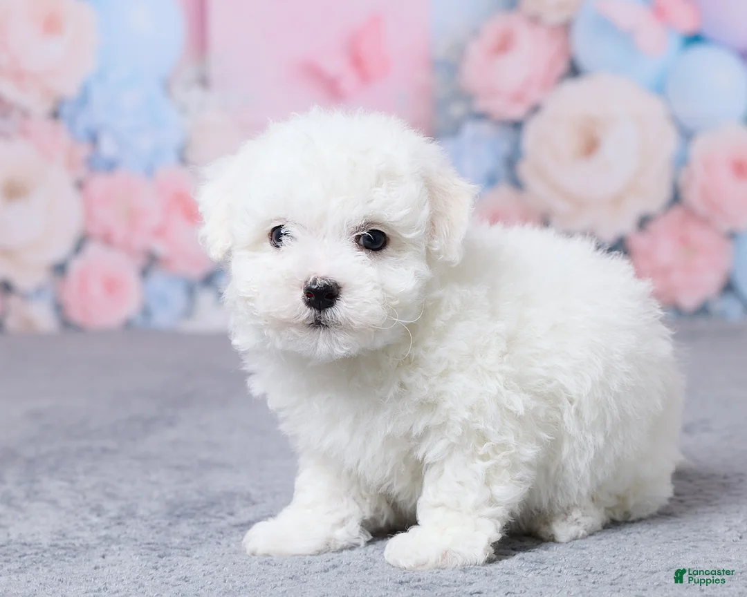 Bichon Frise dogs for sale: Oliver - Ad 2