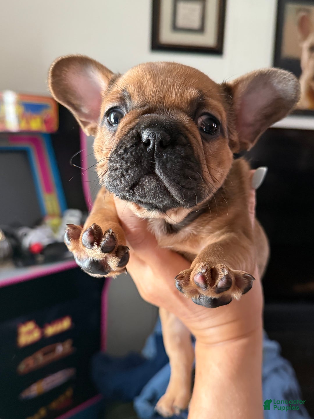 French Bulldog dogs for sale: French Bulldog Puppy 3 - Ad 2