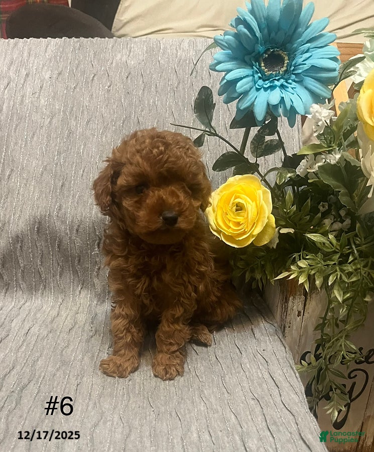 Miniature Poodle dogs Mandy - Ad 35