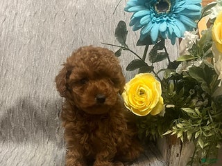 Miniature Poodle dogs Mandy - Ad 35
