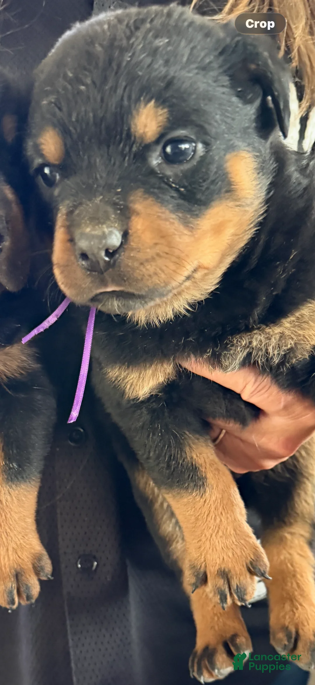 Rottweiler dogs for sale: Rottweiler Puppy 4 - Ad 2