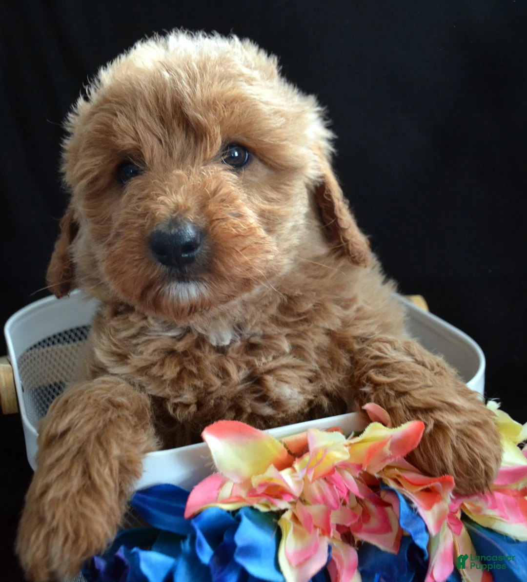Mini Goldendoodle dogs for sale: Mini Goldendoodle Della - Ad 2